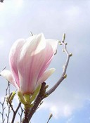 magnolia 0781.jpg